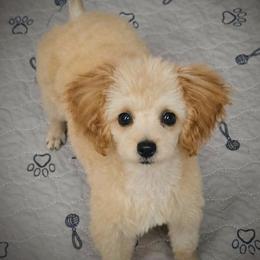 Leslie - Poodle