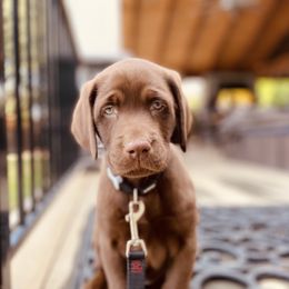 Labrador Retriever Puppies from On My Side Kennels