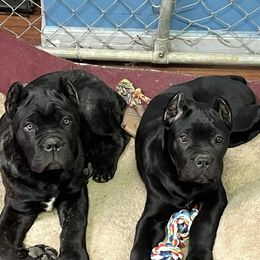 Cane Corso Puppies from Ridge Top Cane Corso