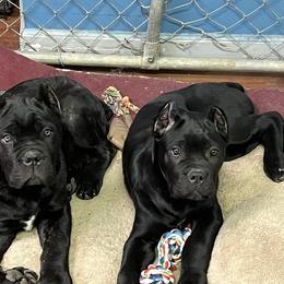 Cane Corso Puppies from Ridge Top Cane Corso