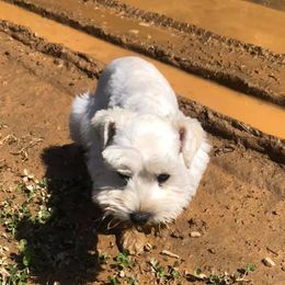 Miniature Schnauzers from Round Peak Schnauzers