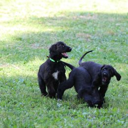 Afghan Hound Puppies from Ahava Afghan Hounds