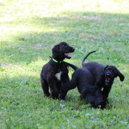 Afghan Hound Puppies from Ahava Afghan Hounds