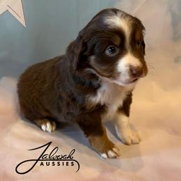 Hosea - Red tri male Toy Australian Shepherd puppy in Lumberton, Mississippi from Talowah Aussies
