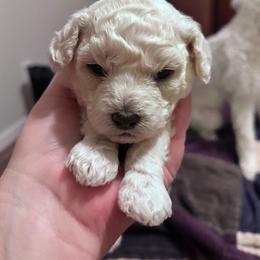 Zoom - Cream male Poodle puppy in North Prince George, Virginia from ROYAL VISTA