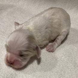 Girl 5 - Red and white female Cocker Spaniel puppy in Rising Sun, Maryland from Palmtree Cockers