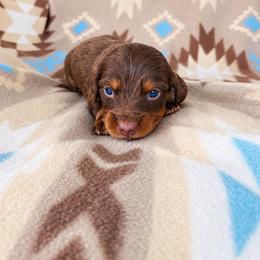 Boy 4 - Chocolate and tan male Dachshund puppy in Oklahoma from Red Oak Long Dogs