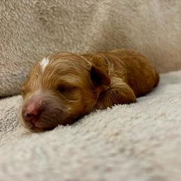 Buckwheat - Apricot male Poodle puppy in Hawthorne, Florida from Loblolly Ranch