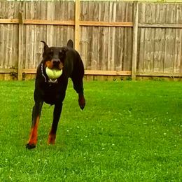 Doberman Pinschers from Sirus Dobermans