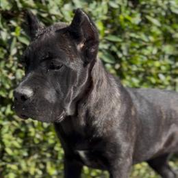 Girl 1 - Black female Cane Corso puppy in California from Donato Kennels