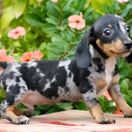Dachshund and Miniature American Shepherd Puppies from Taylor Farms