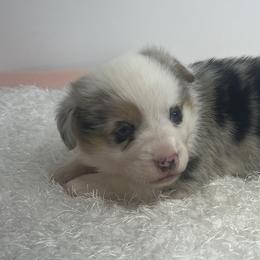 Milo - Blue male Pembroke Welsh Corgi puppy in Hillsville, Virginia from Bonderosa Kennels