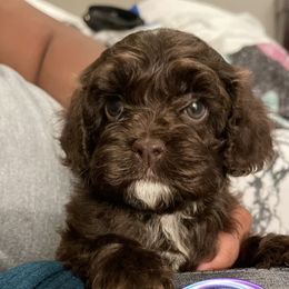 Cockapoo and Poodle Puppies from Nikol Nik