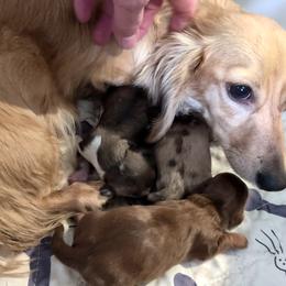 Girl 1 - Cream female Dachshund puppy in Mt. Sterling, Illinois from Doxie Do's