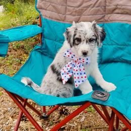 Kylie - Blue merle female Aussiedoodle puppy in Peyton, Colorado from Colorful Colorado Aussiedoodles