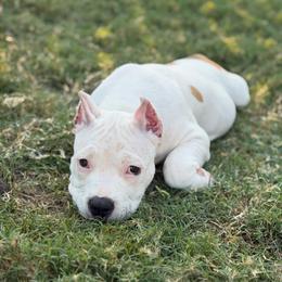 Shadowfax - White female American Bully puppy in Princeton, Texas from District 12 Kennels