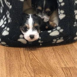 Jack Russell Terrier Puppies from Hidden Acres Working Jack Russell Terriers