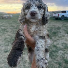 Waffle - Parti female Springerdoodle puppy in Clifton, Idaho from Little Mountain Springers, Springerdoodles & Poodles