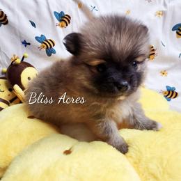 Holly - Red sable female Pomeranian puppy in Ponca City, Oklahoma from Bliss Acres Farm