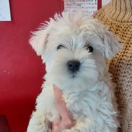 Miniature Schnauzer Puppies from Freeman's mini Schnauzers
