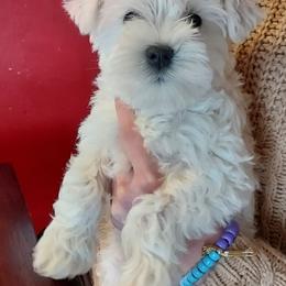 Miniature Schnauzer Puppies from Freeman's mini Schnauzers