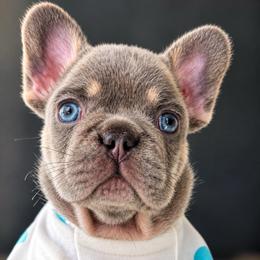 Waffles-Love at First Bite - Tricolors male French Bulldog puppy in Porter, Texas from Whatabulldog
