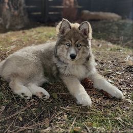 Siberian Husky Puppies from Hill Top Huskies