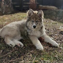 Siberian Husky Puppies from Hill Top Huskies