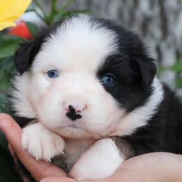 BTF2 - Prissy x Sloan - Black tri female Miniature Australian Shepherd puppy in Goliad, Texas from Sassy Lil Aussies and Diamond W Poodles