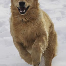 Golden Retriever All Grown Up from Arkadia