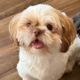 Buster - Sable and white male Shih Tzu puppy in Victorville, California from RUMBLE n TUMBLE