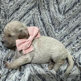 Poppy - Apricot female Goldendoodle puppy in Ankeny, Iowa from Iowadoodles2love