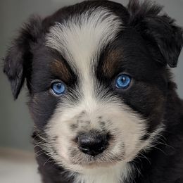Boy 2 - Black Australian Shepherd puppy in Touchet, Washington from Frog Hollow Aussies