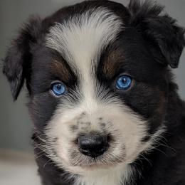 Boy 2 - Black Australian Shepherd puppy in Touchet, Washington from Frog Hollow Aussies