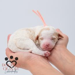Miss Pink - Parti female Labradoodle puppy in Travelers Rest, South Carolina from Doodles of Love Labradoodles