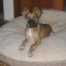 Windsprite Puppies from Stone House Windsprites
