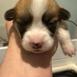 Red Cherry Float - Fawn male Pembroke Welsh Corgi puppy in New York, New York from Ad Astra NYC