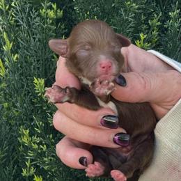 Santa - Chocolate male Yorkipoo puppy in Oakland, Kentucky from Imperial Dogs