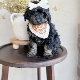 Vidia - Black tri-color female Assorted Doodle Crosses puppy in Springville, Utah from JW Doodles