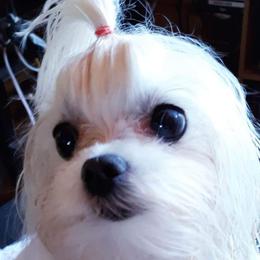 Maltese from Little Loma Maltese