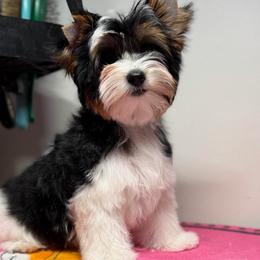 Allure Sachs Kiss My Pawsibilities - Black tan and white female Biewer Terrier puppy in Woodside, New York from Allure Biewer Terriers