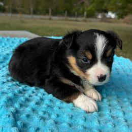 Black tri blaze face - Black tri male Miniature Australian Shepherd puppy in Graham, North Carolina from Thompson Farm Mini Aussies