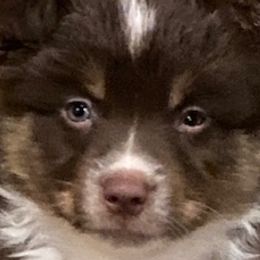 Australian Shepherds and Miniature American Shepherds from Hemlock Brook Farm and Kennels