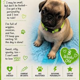 Green - Fawn male Pug puppy in Ludowici, Georgia from Royal Destiny Kennels