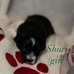 Poodle and Schnoodle Puppies from Bred by Brennen