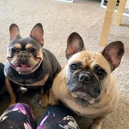 Coco - Blue female French Bulldog puppy in Woodhaven, Michigan from Maldonado Frenchies