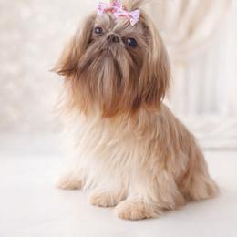 Lala - Shih Tzu