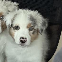 Daniel - Blue merle male Australian Shepherd puppy in Arcanum, Ohio from Krafthaus Rottweilers & Australian Shepherds