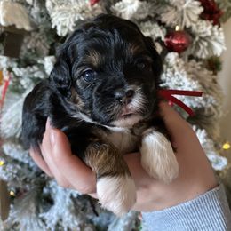 Red collar - Black and white female Shihpoo puppy in Millsap, Texas from Gaston’s Posh Poodles and Doodles