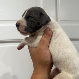 Dana - Blue and white female Great Dane puppy in Florida from Beachside Kennels